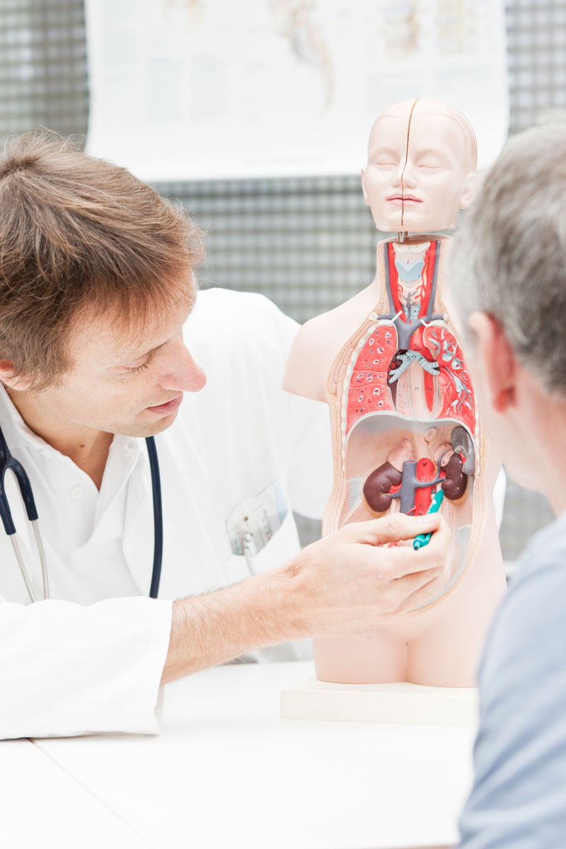 doctor with anatomy model