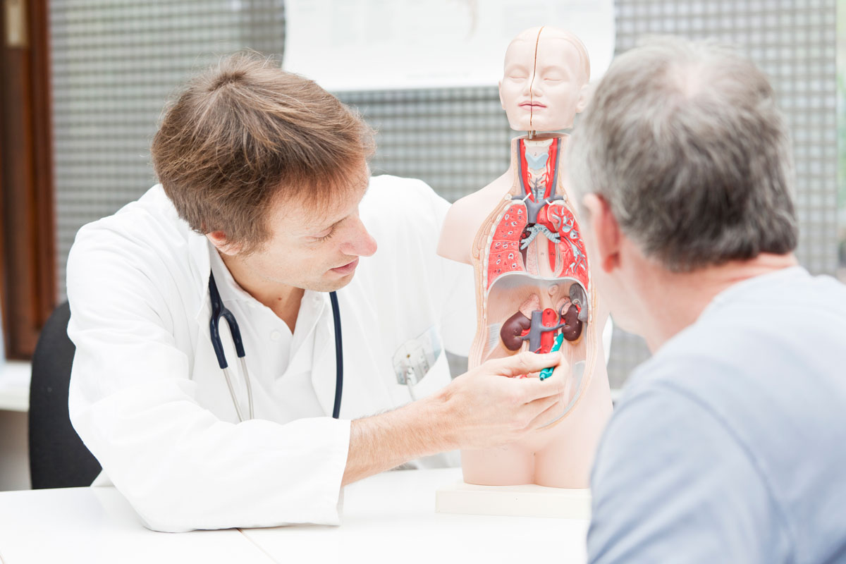 doctor with anatomy model